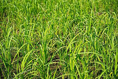 模拟经营游戏《烤肉之星》Steam页面上线 支持简中