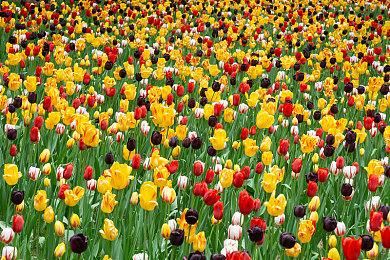 《寂静岭f》角色介绍：深水雏子和巫女朋友